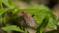 Brown marmorated stink bug Royalty Free Stock Photo