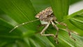 Brown marmorated stink bug macro image Royalty Free Stock Photo