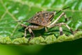 Brown marmorated stink bug