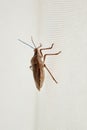 Brown marmorated stink bug pest on white window screen from side view Royalty Free Stock Photo