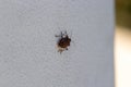 brown marmorated stink bug or shield bug Latin halyomorpha halys from the pentatomidae group of insects on a white wall