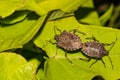 Brown Marmorated Stink Bugs Royalty Free Stock Photo