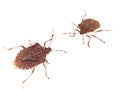 Brown marmorated stink bugs Halyomorpha halys, an invasive species from Asia. On white background. Royalty Free Stock Photo