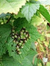 Brown Marmorated Stinkbug nymphs on a currant leaf. Lots of insects. (Halyomorpha halys) Royalty Free Stock Photo