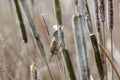 Brown Marsh Wren Royalty Free Stock Photo