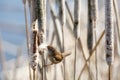 Brown Marsh Wren Royalty Free Stock Photo