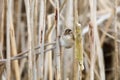 Brown Marsh Wren Royalty Free Stock Photo