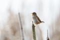 Brown Marsh Wren Royalty Free Stock Photo