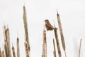 Brown Marsh Wren Royalty Free Stock Photo