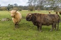 A brown matriarch Highland cow and her friend in a field near Market Harborough UK