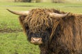 A brown matriarch Highland cow turns back towards the camera in a field near Market Harborough UK