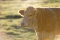 Brown matted cow with rimlight