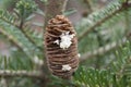 Brown mature fir cone with a droplet