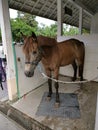 A brown mature pony Royalty Free Stock Photo