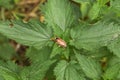 Brown maybug is crawling on a green stinging nettle leaves background. Top view. Cockchafer in texture of nettle foliage