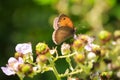 Brown meadow butterfly Maniola jurtina feeding nectar Royalty Free Stock Photo