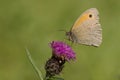 Brown meadow feeding on Thistle flowers Royalty Free Stock Photo