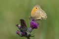 Brown meadow feeding on Thistle flowers Royalty Free Stock Photo