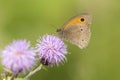 Brown meadow (Maniola jurtina) feeding on Thistle flowers Royalty Free Stock Photo