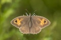 Brown meadow (Maniola jurtina) feeding on Thistle flowers Royalty Free Stock Photo