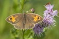 Brown meadow Maniola jurtina feeding on Thistle flowers Royalty Free Stock Photo