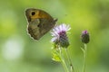 Brown meadow (Maniola jurtina) feeding on Thistle flowers Royalty Free Stock Photo