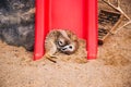 Brown meerkat in a sandy area near a stone cave. Mammoths from the mongoose family. Love among animals