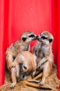 Brown meerkat in a sandy area near a stone cave. Mammoths from the mongoose family. Love among animals