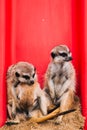 Brown meerkat in a sandy area near a stone cave. Mammoths from the mongoose family. Love among animals