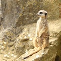 Meerkat sitting on rock Royalty Free Stock Photo