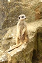 Meerkat sitting on rock Royalty Free Stock Photo