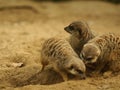 Brown meerkats standing next to each other on the ground