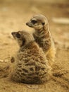 Brown meerkats standing next to each other on the ground