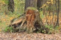 Large rotten tree stump in the forest. Russia. Royalty Free Stock Photo