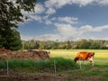 Brown milk cow in a green field grazing fresh juicy grass. Classic country side in the background and blue cloudy sky. Agriculture Royalty Free Stock Photo