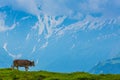 Brown milk cow in a meadow of grass im alps Royalty Free Stock Photo