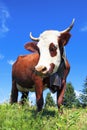 Brown milk cow Royalty Free Stock Photo