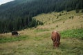 Brown milk cow in a meadow of grass and wildflowers with the Alps on background Royalty Free Stock Photo