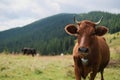 Brown milk cow in a meadow of grass and wildflowers with the Alps on background Royalty Free Stock Photo