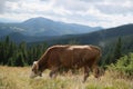 Brown milk cow in a meadow of grass and wildflowers with the Alps on background Royalty Free Stock Photo