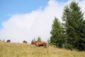 Brown milk cow in a meadow of grass and wildflowers with the Alps on background Royalty Free Stock Photo