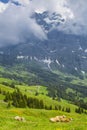 Brown milk cow in a meadow of grass and wildflowers in alps Royalty Free Stock Photo