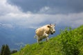 Brown milk cow in a meadow of grass and wildflowers in alps Royalty Free Stock Photo