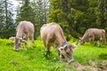Brown milk cow in a meadow of grass and wildflowers in forest Royalty Free Stock Photo
