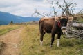 Brown milk cow in a meadow of grass and wildflowers with the Alps in the background Royalty Free Stock Photo