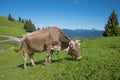 Brown milker grazing on a mountain pasture