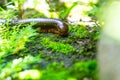 A Brown Millipede Crawled to Escape form Sunlight Royalty Free Stock Photo