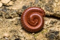 Brown millipede Curling Royalty Free Stock Photo