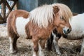 Brown miniature horse with long hair Royalty Free Stock Photo