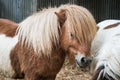 Brown miniature horse with long hair Royalty Free Stock Photo